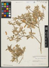 Foto von Salix pycnostachya Andersson